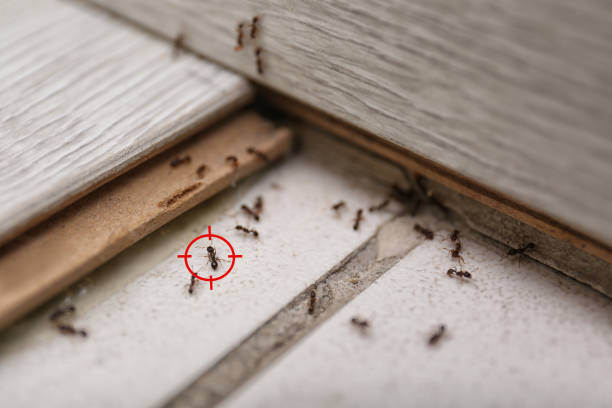 Wildlife Control Services in Hennessey, OK